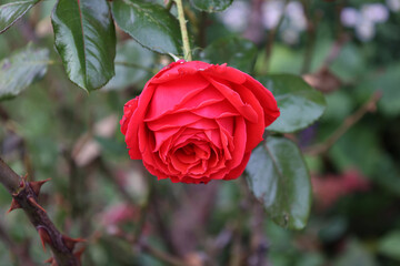 Red Roses on a bush in a garden