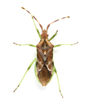 Western conifer seed bug (Leptoglossus occidentalis) isolated on white background