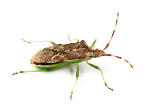 Western conifer seed bug (Leptoglossus occidentalis) isolated on white background