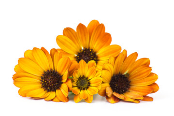 calendula flowers isolated on white