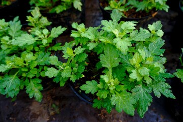 Green carrot leaf background in a pot, fresh and natural. Wallpaper