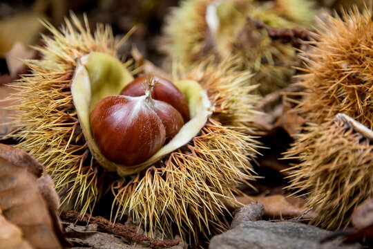 Autunno, tempo di castagne