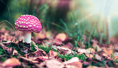 close up of fly mushroom in autumn forest © agrus