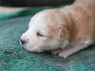 Newborn puppy dog sleeping on the mat.