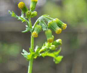 Senecio vulgaris grows in nature