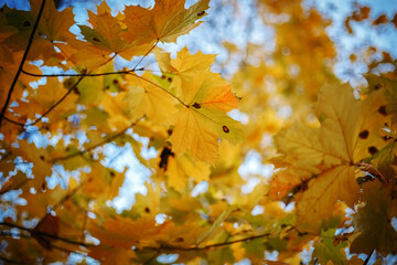 Yellow maple leaves against the sky. Beautiful autumn natural background of orange leaves. Bottom view of trees and sky. The concept of approaching autumn.