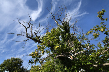 Chestnut tree in a forest on the Tuscany mountains against the blue sky. Autumn season. Shot from below, Italy.