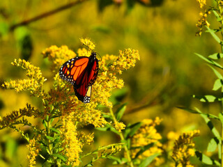 Monarch Butterfly Eating a Goldenrod Yellow Wildflower with Antennas Stretched out and Orange and Black Wings Folded In to See Yellow Underside of Wing with Blurred Meadow Background