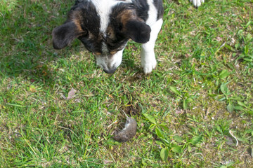 Dog playing with a dead mouse