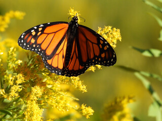 Monarch Butterfly Wings Spread and Eating a Yellow Wildflower Goldenrod Close Up, Macro, Orange and Black Wings