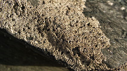 Close-up in and around beach rock pools with shells and barnacles in sunlight