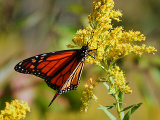 Monarch Butterfly with Orange and Black Wings in Almost Full Folded Position Perched on a Goldenrod Yellow Wildflower Eating in the Morning Dawn Sunrise      