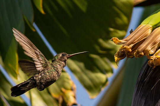 colibries 