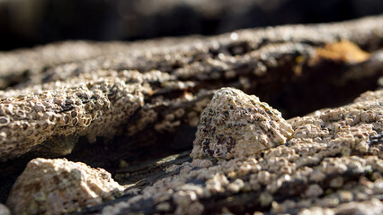 Close-up in and around beach rock pools with shells and barnacles in sunlight