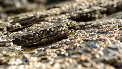 Close-up in and around beach rock pools with shells and barnacles in sunlight