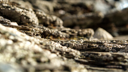Close-up in and around beach rock pools with shells and barnacles in sunlight