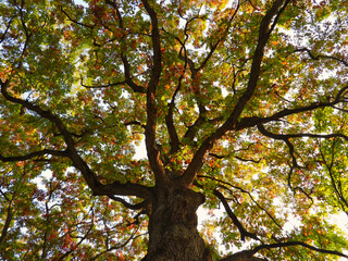 Oak Tree in Autumn with a Mix of Fall Color Leaves Looking  Up Toward Tree Top with Tree Limbs in All Directions