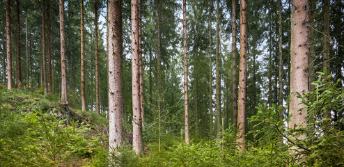 Pine forest in the Belgian Ardennes.