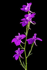 Violet flower of wild delphinium, larkspur flower, isolated on black background