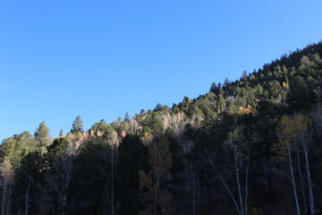 Aspen and Pine Forest 04