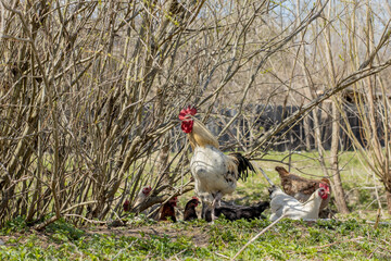 A flock of chickens roam freely in a lush green paddock