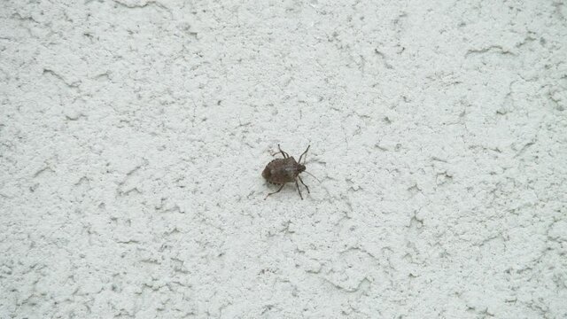 Chinch Bugs in the human environment.