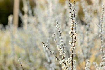 Fielding white flowers blooming in a field. Background flowering, selective focus