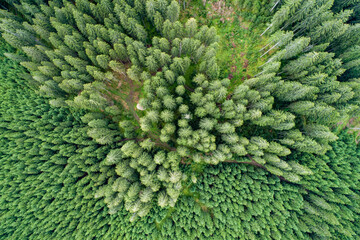 Vertical aerial view of spruce and fir forest (trees) lake and meadow, Pokljuka, Slovenia.