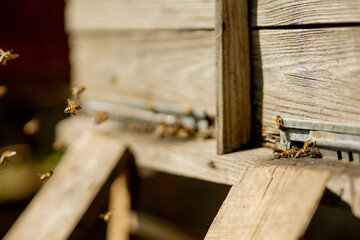 Obraz premium A close-up view of the working bees bringing flower pollen to the hive on its paws. Honey is a beekeeping product. Bee honey is collected in beautiful yellow honeycombs.