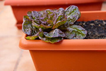View of an urban vegetable garden planting in plastic planters on the terrace of the house. Selective focus