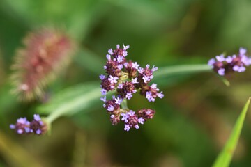 Brazilian vervain / verbenaceae  perennial grass