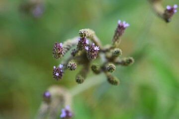 Brazilian vervain / verbenaceae  perennial grass