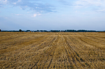 Big yellow field after harvesting. Stubble after harvesting wheat under a beautiful summer sky with clouds