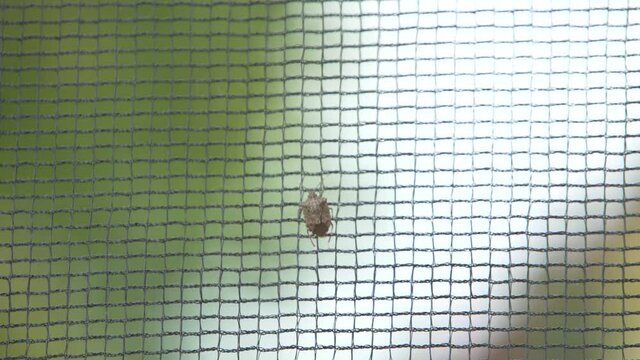 Chinch Bugs in the human environment.