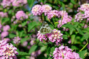 bath white butterfly on pink blooming flower (Pontia daplidice)