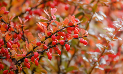 Red rose hips growing after a rainy day.