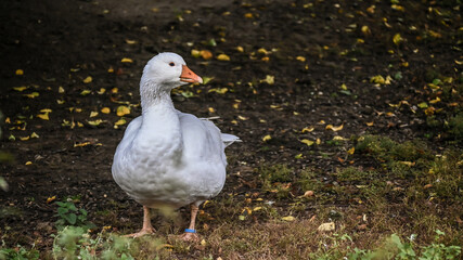 Wild goose looking for food. Beautiful white goose.