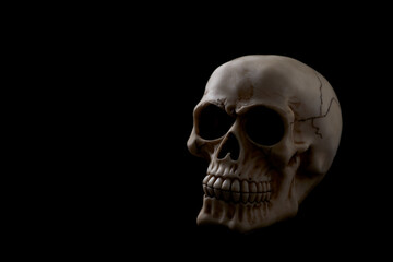 Skull isolated on black background. Copy space. 