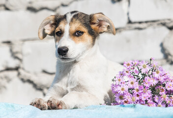sly mongrel puppy and flowers on a white brick wall background