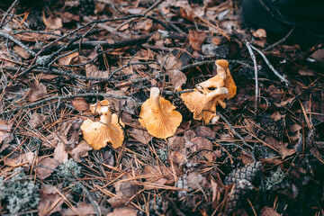 Edible mushroom in the hand of a man in the autumn forest