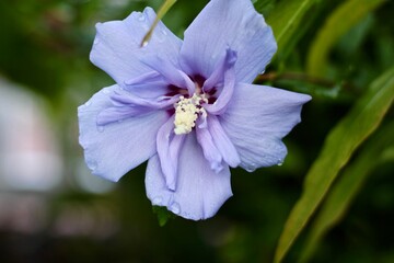 Beautiful violet flower close up