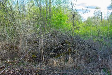Many dry branches lie against the background of green trees
