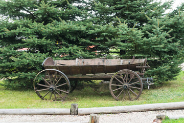 old wooden cart on the background of fir trees