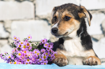 mongrel puppy and flowers on a white brick wall background