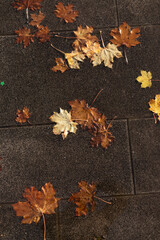 Autumn yellow leaves lie in a puddle on the asphalt. Rainy autumn. Leaves lie on the edge of the photo, in the middle of the place for the text. Yellow maple leaves.