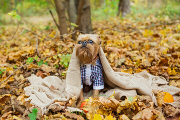 Brussels Griffon in autumn on a walk in the Park