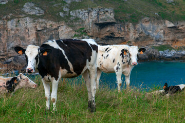 Fototapeta na wymiar cows. Asturias, Spain. 