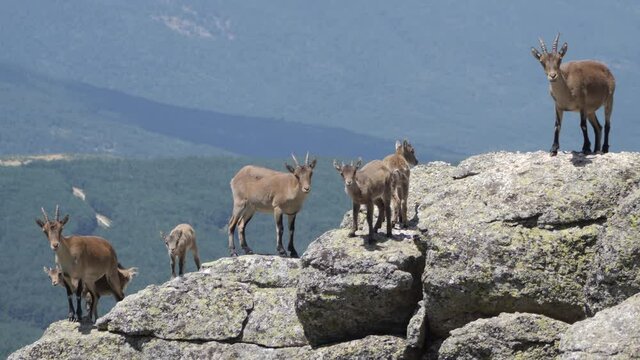 P.N. de Guadarrama, Madrid, Spain. Herd of female wild mountain goats with their kids  standing on a rock.