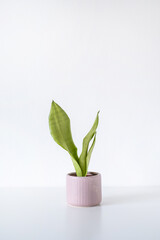 Sansevieria moonshine popular trendy snakeplant houseplant in a pink chevron pot on a white background