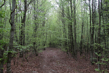 Hayedo en primavera en la Selva de Irati Norte de España